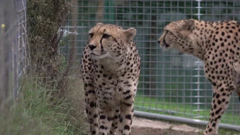 Sibling cheetahs 4K Vídeos de archivo 296273564