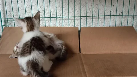 Sibling Kittens Biting and Wrestling in Cardboard Box Stock Footage 331586424