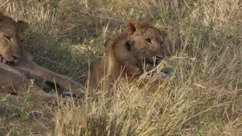 Sibling lion cubs play fighting in South African grassland Video stock 341340699