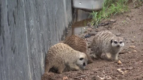 Sibling meerkats 4K Stock-Footage 297654885