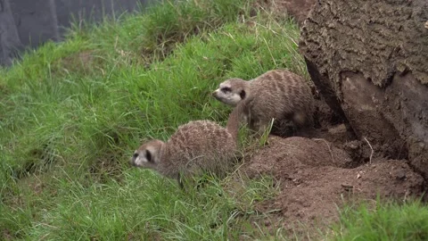 Sibling meerkats 4K 動画素材 300368727