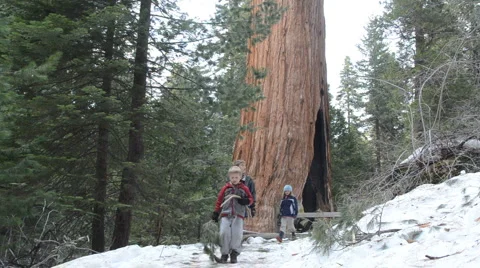 Siblings walk by general grant sequoia 動画素材 1183739