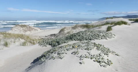 Siblings walking on beach, Walker Bay Nature Reserve, Western Cape, South Africa Video stock 202933082