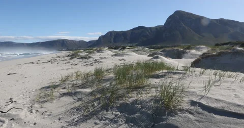 Siblings walking on beach, Walker Bay Nature Reserve, Western Cape, South Africa Video stock 202957879