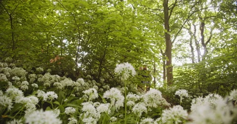 Siblings Walking the Inclined Forest Path with Lush Green Trees Stock Footage 133380839