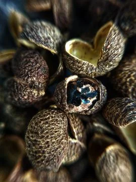 Sichuan pepper Stock Photos