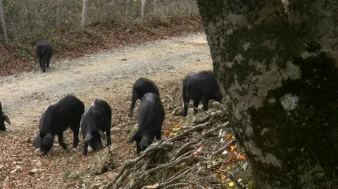 Sicilian black pig 스톡 동영상 45416293