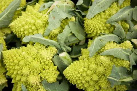 Sicilian broccoli Stock Photos