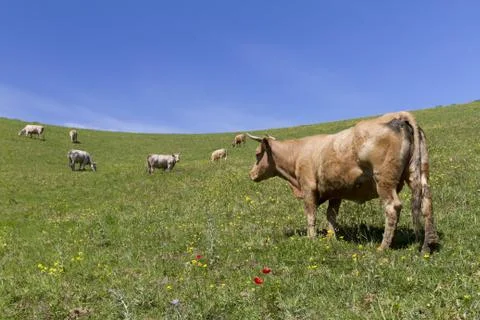 Sicilian Cows Stock Photos