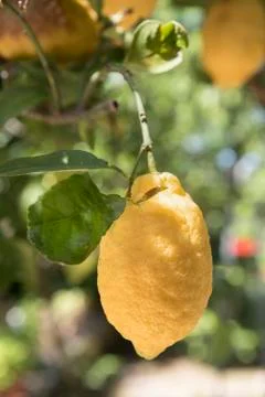 Sicilian lemon on tree Stock Photos