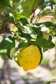 Sicilian lemon on tree Stock Photos