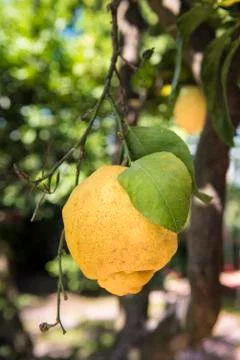 Sicilian lemon on tree Stock Photos