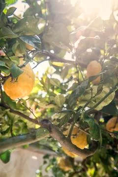 Sicilian lemon on tree Stock Photos