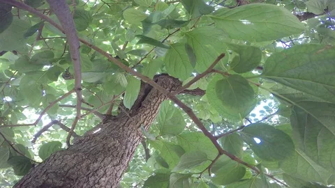 Sicilian Lotus Tree Video stock 99941456