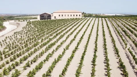 Sicilian millstone with rows of vines around Stock Footage 159020517