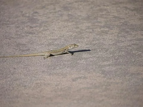 Sicilian wall lizard Stock Photos