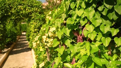SICILY GARDEN Stock Footage 307774315