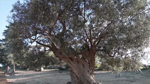 Sicily italy old twisted olive tree during day Stock Footage 252154360