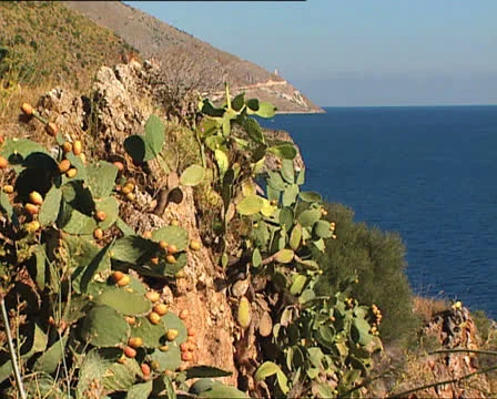 SICILY prickly pears cactus and sea Stock-Footage 24754756
