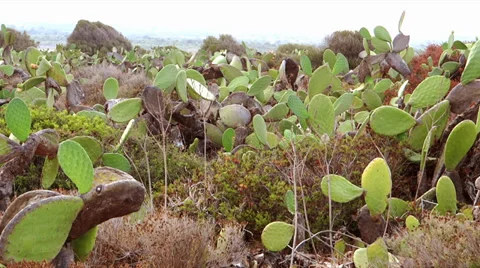 Sicily, prickly pears Video stock 34472256