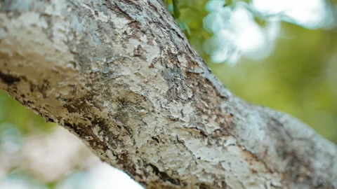 Sick and infected tree bark, insects, pests and parasites damaged tree bark Video stock 244114106
