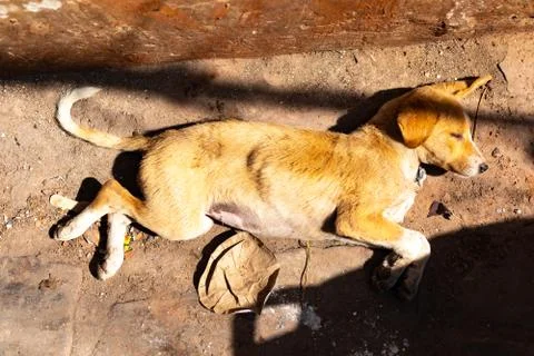 Sick and poor vagrant or stray homeless dog sleeping on floor, Varanasi, India Stock Photos
