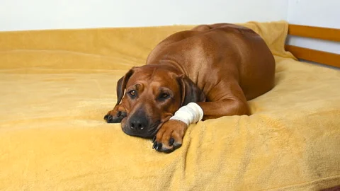 Sick and sad Rhodesian ridgeback dog with bandage on paw lying on coach. Stock Footage 146409174
