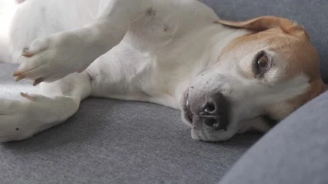 A sick Beagle dog with digestive problems is lying on a gray sofa, exhibiting Stock Footage 319447641