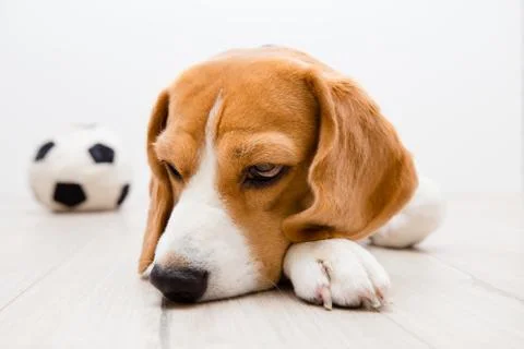 Sick beagle dog Stock Photos