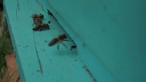 The sick bee lies in front of the hive Stock-Footage 129196765