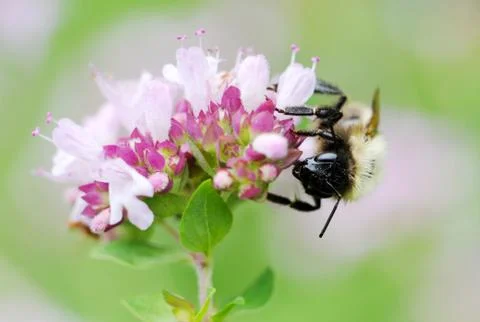 Sick bee. Stock Photos