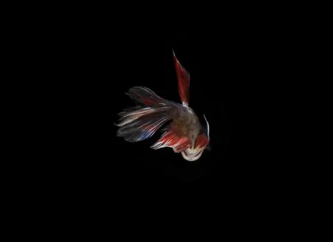 Sick Betta fish, Damage or Broken Fin at Black background Stock Photos