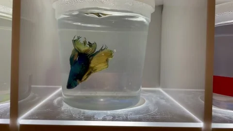 Sick Betta Fish Stock-Footage 233950307