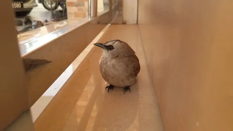 SICK BIRD Stock Footage 123749525