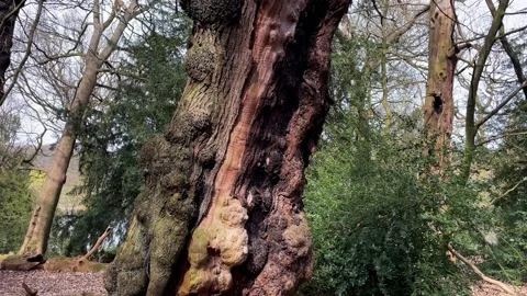 Sick Broken Tree Stock Footage 237958823