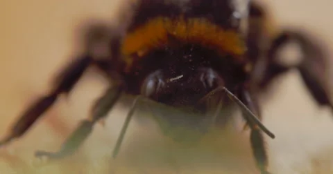 Sick bumble bee Vídeo Stock 64228119