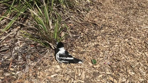 Sick butcher bird on the ground Stock Footage 81620166