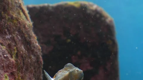 Sick Canthigaster capistrata with algae in mouth 動画素材 340050807