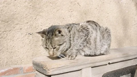 A sick cat basks in the sun outdoors. A thin cat sick cat Stock Footage 235467701