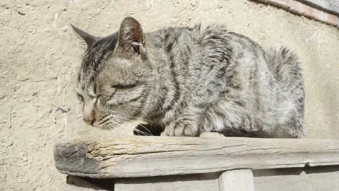 A sick cat basks in the sun outdoors. A thin cat sick cat Stock Footage 235467805
