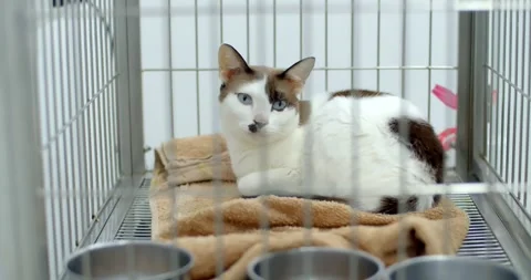 Sick cat being treated in the clinic .Cat sickin in cage. Stock Footage 259841585