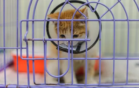 Sick cat collar with a sad expression. Stock Photos