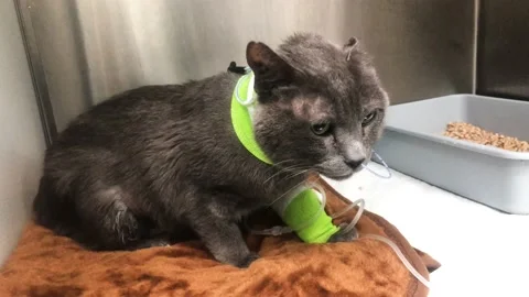 Sick Cat Stock Footage 169996556