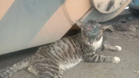 Sick cat Stock Footage 235547425