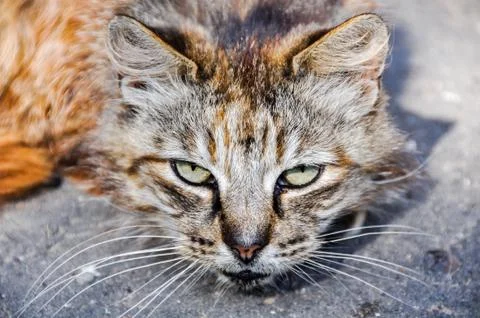 Sick cat 스톡 사진