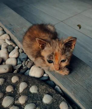 Sick cat Stock Photos
