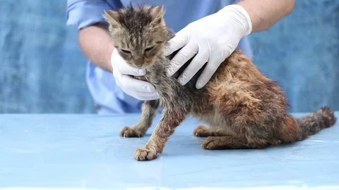 Sick cat in a veterinary clinic Vidéo 92339490