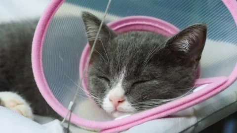 A Sick Cat With A Veterinary Collar Stock Footage 261381972