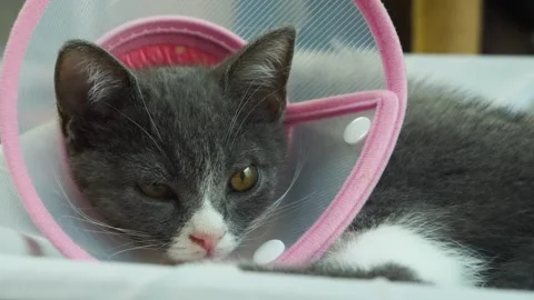 A Sick Cat With A Veterinary Collar Looking Something Behind Camera Stock Footage 261382403