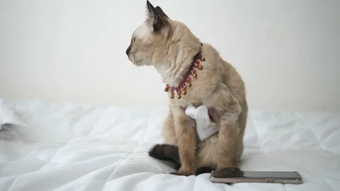 Sick cat with wound dressing sits on bed and looking out window. Stock-Footage 95320347